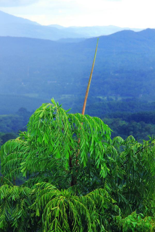Danadhee Jungle Rest Hotel