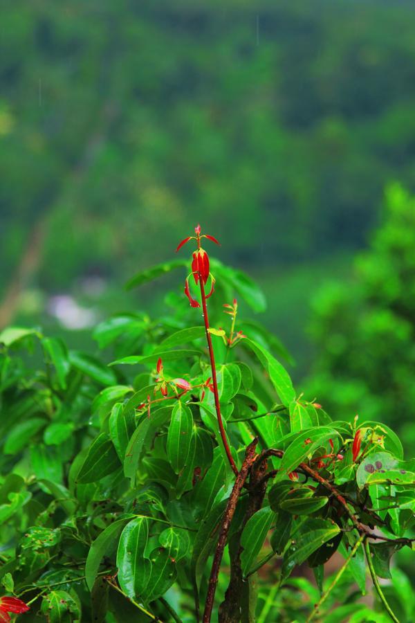 Danadhee Jungle Rest Hotel 3*